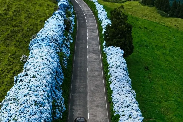 Road lined with blue hydrangeas on São Miguel Island Azores — hydrangea season tour
